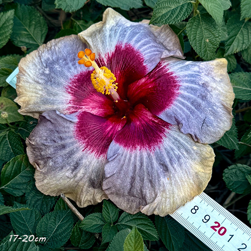 Taiwan Crimson Heart Queen